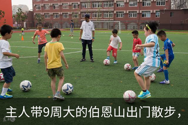 主人带9周大的伯恩山出门散步，结果一路被撸到没电……这谁能忍住不撸一手啊？